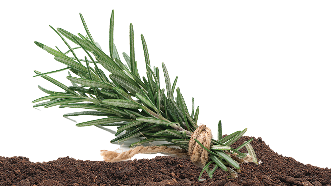 Solum Aesculus Rosemary Body Oil Uriel Pharmacy