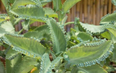 Bryophyllum