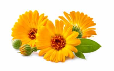The Calendula Plant in Anthroposophic Medicine